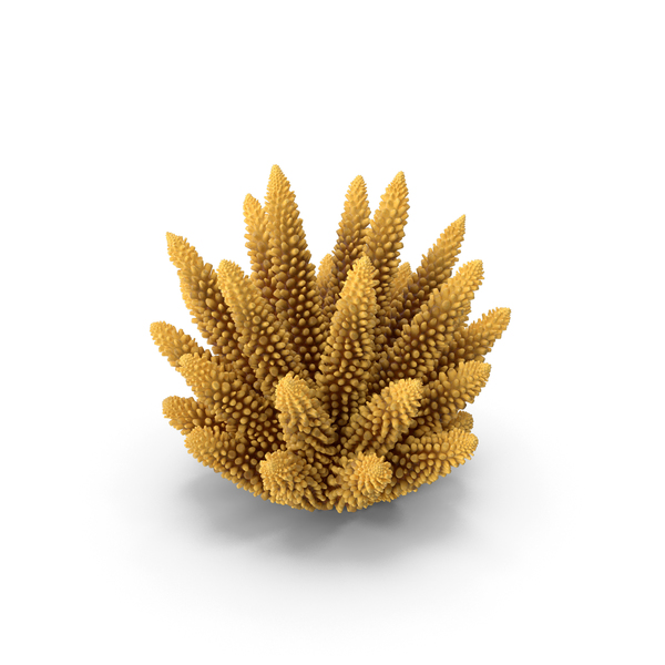 Reef: Coral 1 orange PNG & PSD Images Reef: Coral 1 orange PNG & PSD Images