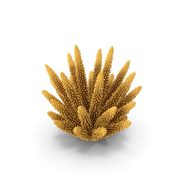 Reef: Coral 1 Orange PNG & PSD Images Reef: Coral 1 Orange PNG & PSD Images