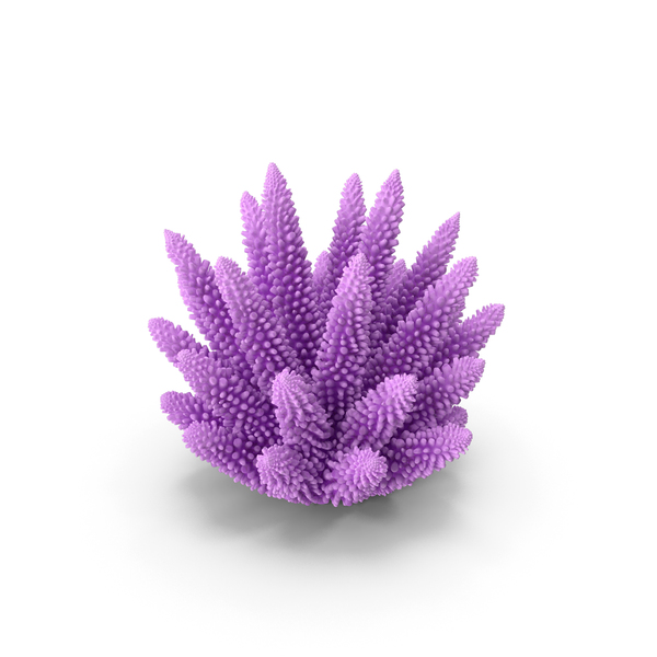 Reef: Coral 1 pink PNG & PSD Images Reef: Coral 1 pink PNG & PSD Images