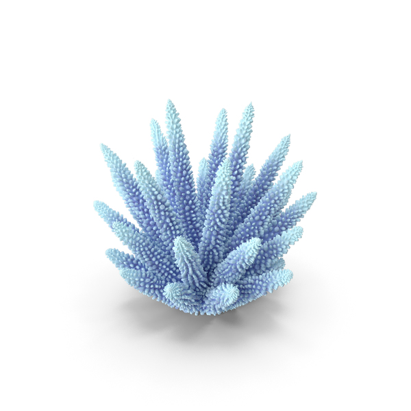 Reef: Coral 1 white PNG & PSD Images Reef: Coral 1 white PNG & PSD Images