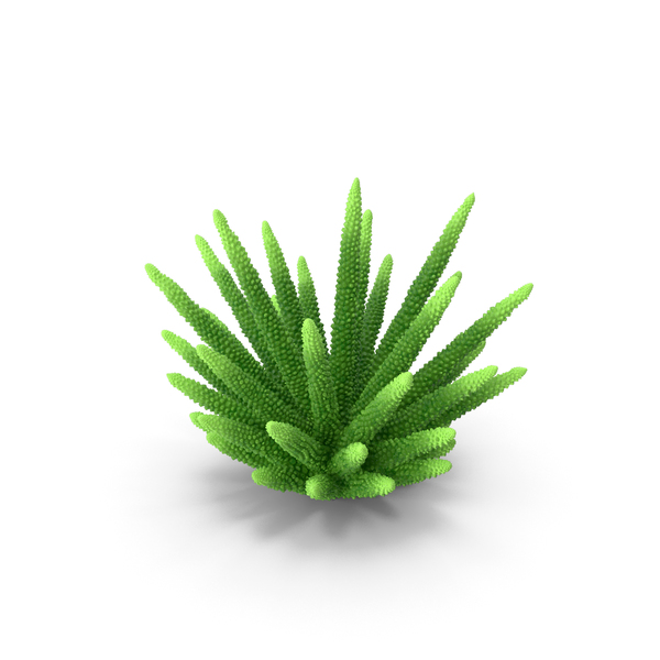 Reef: Coral 2 Green 2 PNG & PSD Images Reef: Coral 2 Green 2 PNG & PSD Images