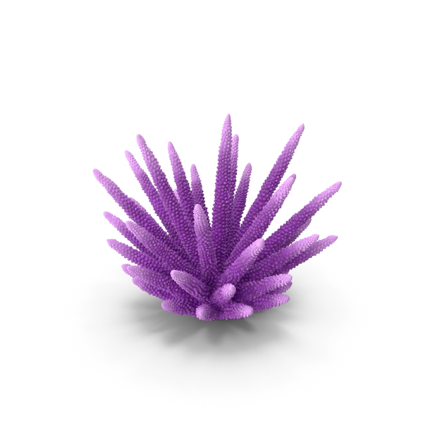 Reef: Coral 2 Pink PNG & PSD Images Reef: Coral 2 Pink PNG & PSD Images