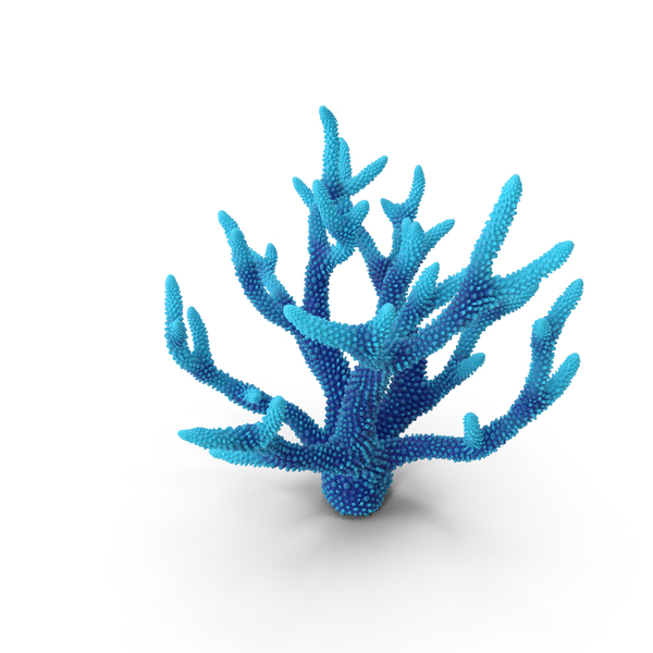 Reef: Coral Blue PNG & PSD Images