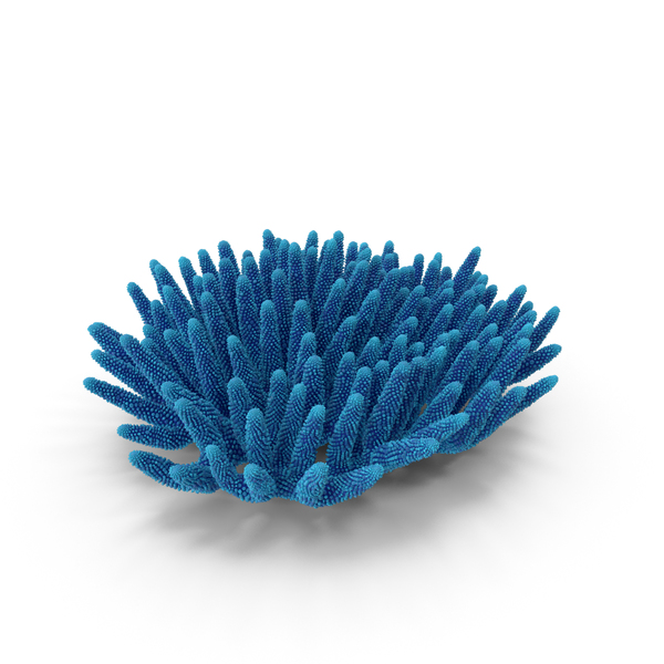 Reef: Coral Blue PNG & PSD Images Reef: Coral Blue PNG & PSD Images