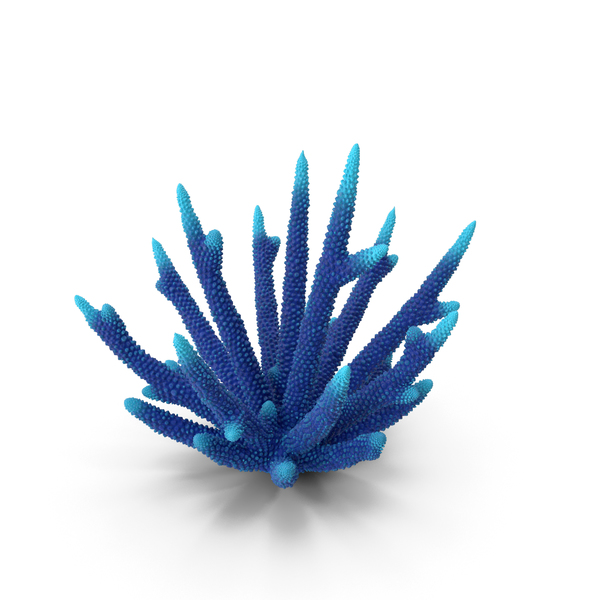 Reef: Coral Blue PNG & PSD Images Reef: Coral Blue PNG & PSD Images