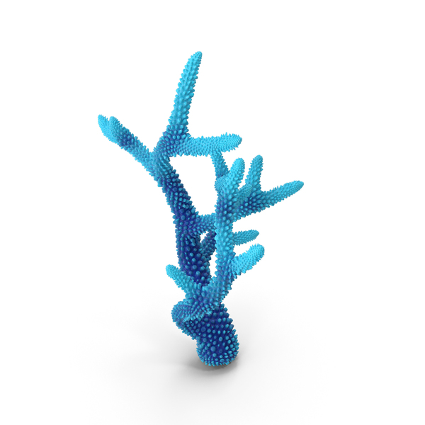 Reef: Coral Blue PNG & PSD Images Reef: Coral Blue PNG & PSD Images