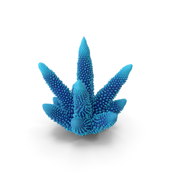 Reef: Coral Blue PNG & PSD Images