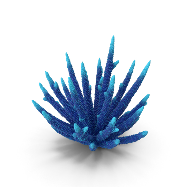 Reef: Coral Blue PNG & PSD Images Reef: Coral Blue PNG & PSD Images