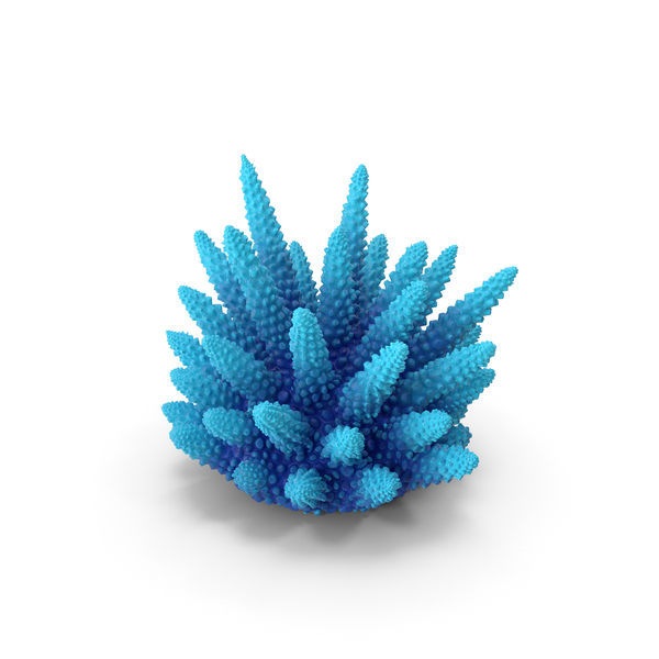 Reef: Coral Blue PNG & PSD Images Reef: Coral Blue PNG & PSD Images