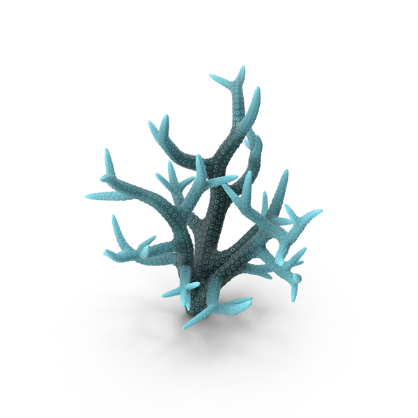 Reef: Coral Blue PNG & PSD Images Reef: Coral Blue PNG & PSD Images
