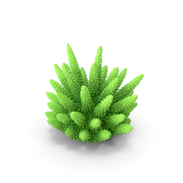 Reef: Coral Green PNG & PSD Images