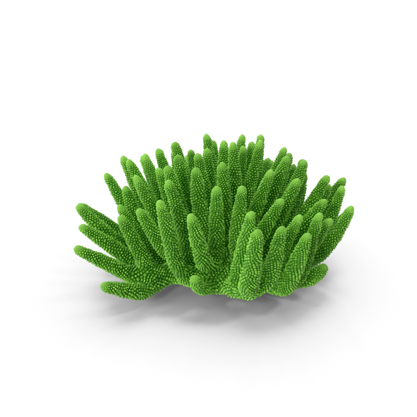 Reef: Coral Green PNG & PSD Images Reef: Coral Green PNG & PSD Images