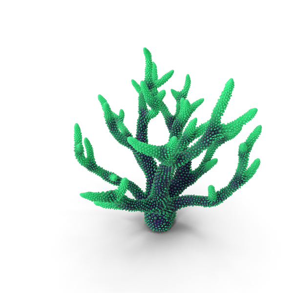 Reef: Coral Green PNG & PSD Images