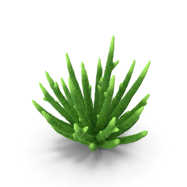 Reef: Coral Green PNG & PSD Images Reef: Coral Green PNG & PSD Images