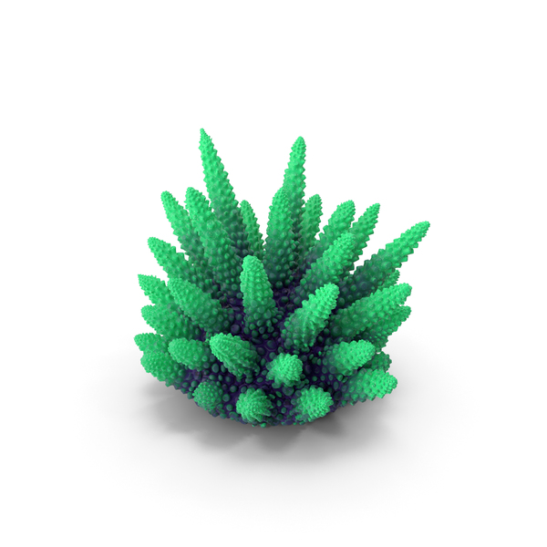 Reef: Coral Green PNG & PSD Images Reef: Coral Green PNG & PSD Images