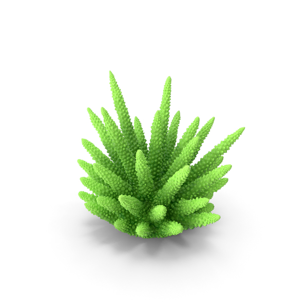 Reef: Coral Light Green PNG & PSD Images Reef: Coral Light Green PNG & PSD Images