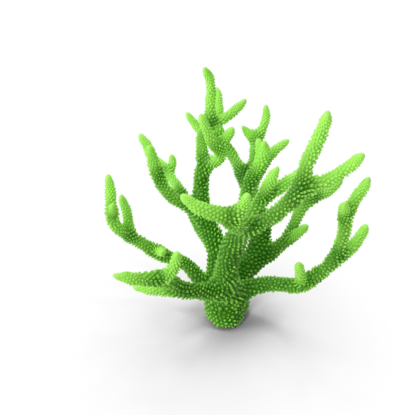 Reef: Coral Light Green PNG & PSD Images