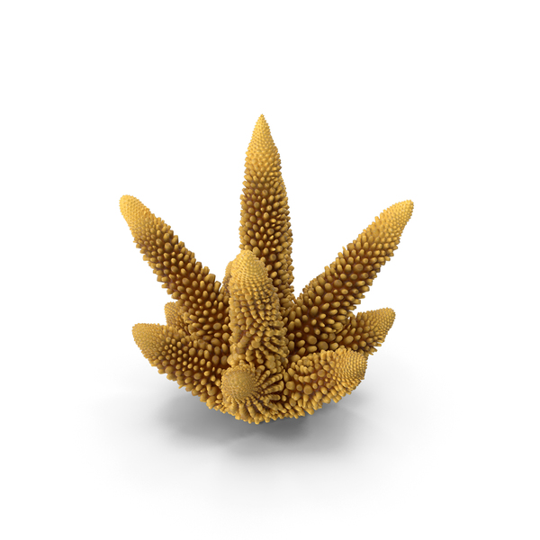 Reef: Coral orange PNG & PSD Images Reef: Coral orange PNG & PSD Images