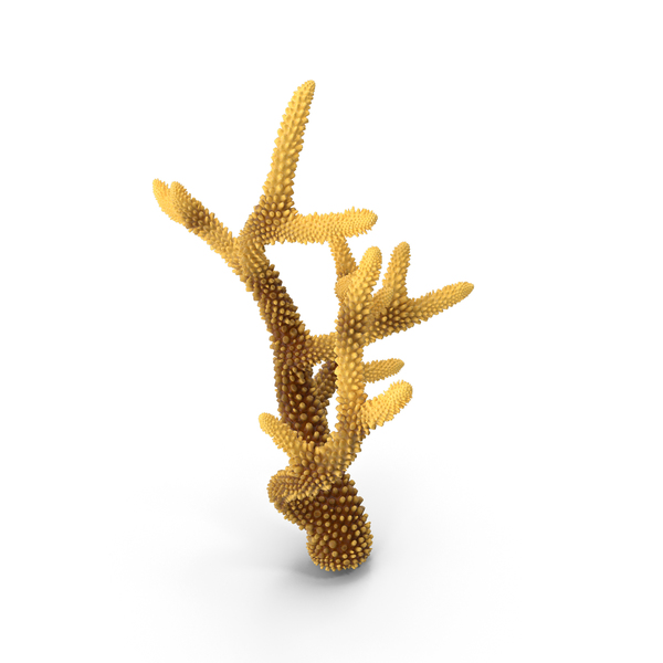 Reef: Coral Orange PNG & PSD Images Reef: Coral Orange PNG & PSD Images