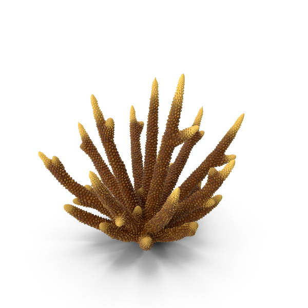 Reef: Coral Orange PNG & PSD Images Reef: Coral Orange PNG & PSD Images