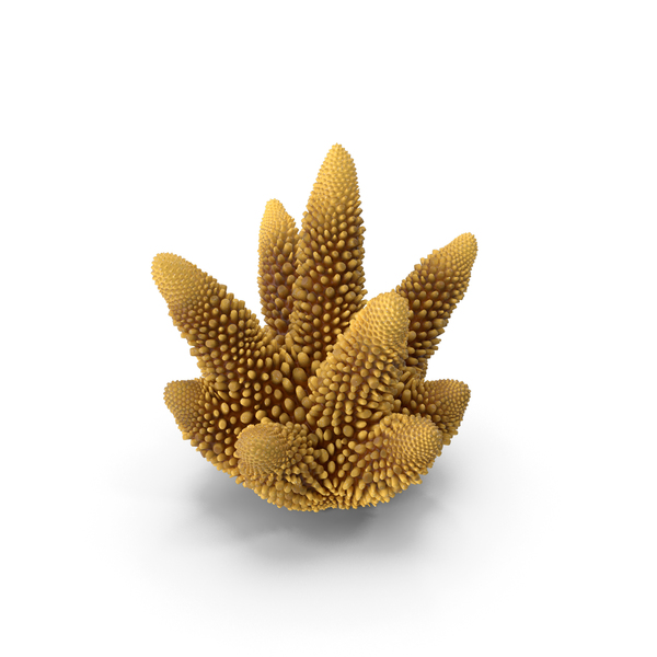 Reef: Coral Orange PNG & PSD Images Reef: Coral Orange PNG & PSD Images