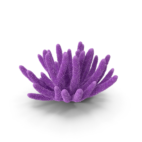 Reef: Coral Pink PNG & PSD Images Reef: Coral Pink PNG & PSD Images