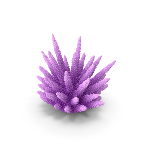 Reef: Coral Pink PNG & PSD Images Reef: Coral Pink PNG & PSD Images