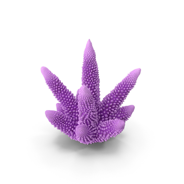 Reef: Coral Pink PNG & PSD Images Reef: Coral Pink PNG & PSD Images
