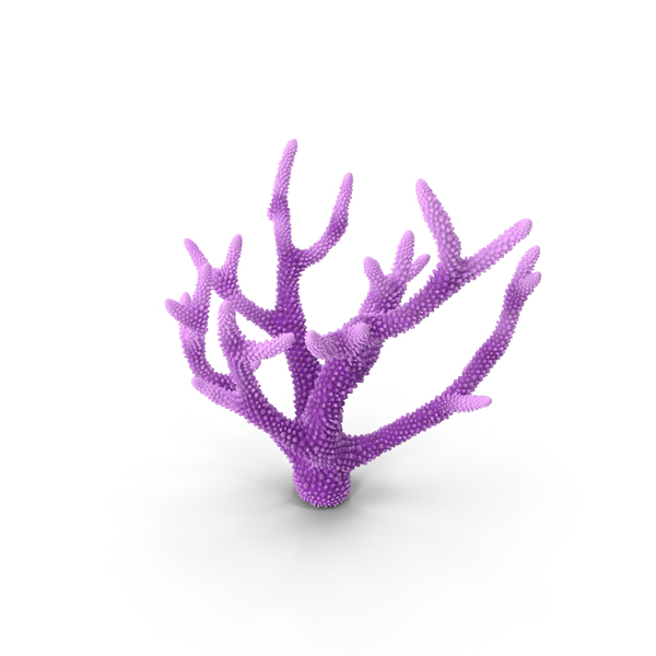 Reef: Coral Pink PNG & PSD Images