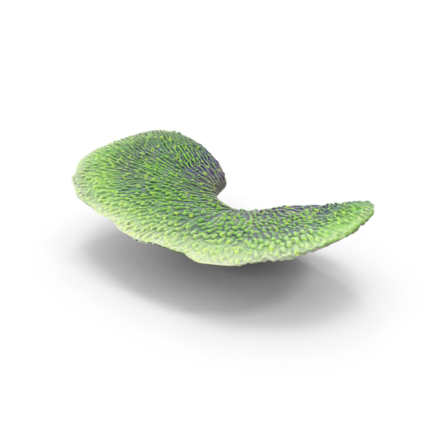 Reef: Coral PNG & PSD Images Reef: Coral PNG & PSD Images