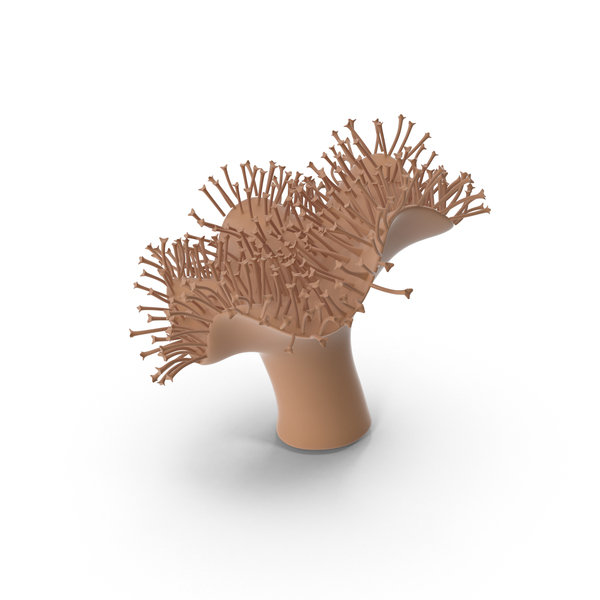Reef: Coral PNG & PSD Images Reef: Coral PNG & PSD Images