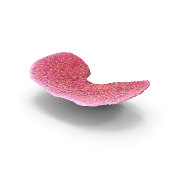 Reef: Coral PNG & PSD Images Reef: Coral PNG & PSD Images