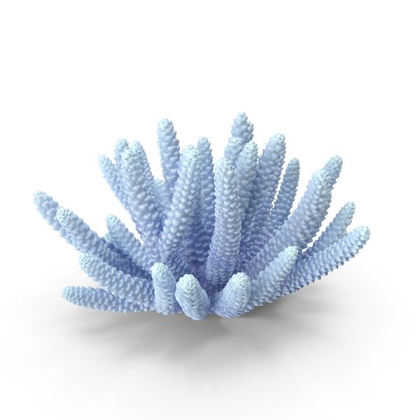 Reef: Coral PNG & PSD Images Reef: Coral PNG & PSD Images