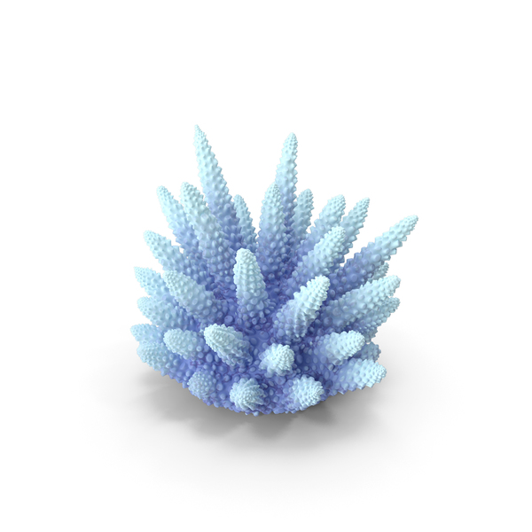 Finger: Coral White PNG & PSD Images Finger: Coral White PNG & PSD Images