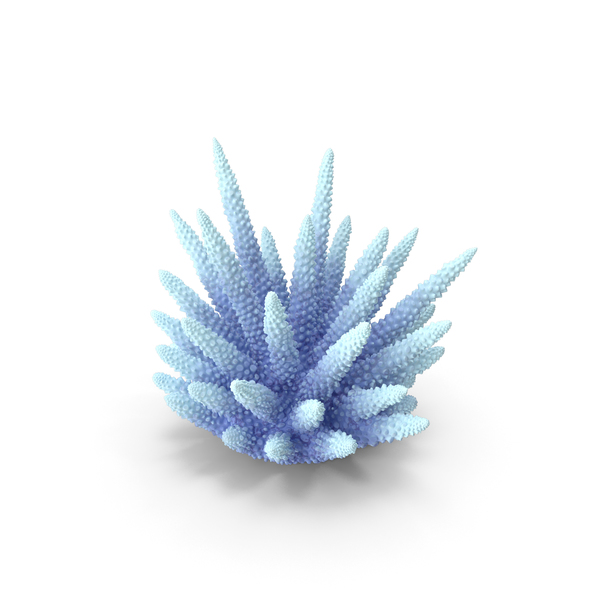 Reef: Coral White PNG & PSD Images Reef: Coral White PNG & PSD Images