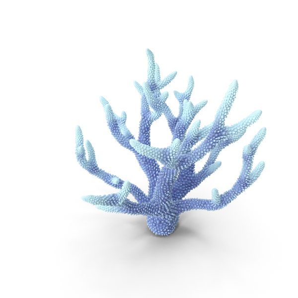 Reef: Coral White PNG & PSD Images