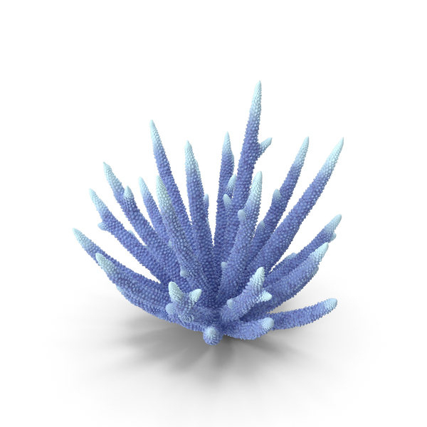 Reef: Coral White PNG & PSD Images Reef: Coral White PNG & PSD Images
