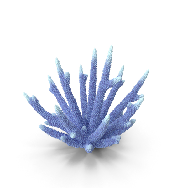 Reef: Coral White PNG & PSD Images Reef: Coral White PNG & PSD Images