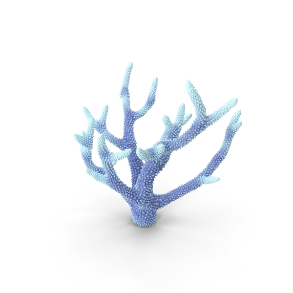 Reef: Coral White PNG & PSD Images Reef: Coral White PNG & PSD Images