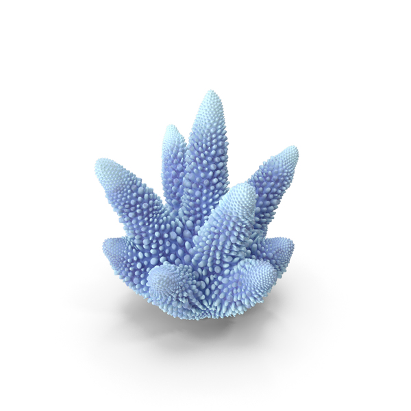 Reef: Coral White PNG & PSD Images Reef: Coral White PNG & PSD Images
