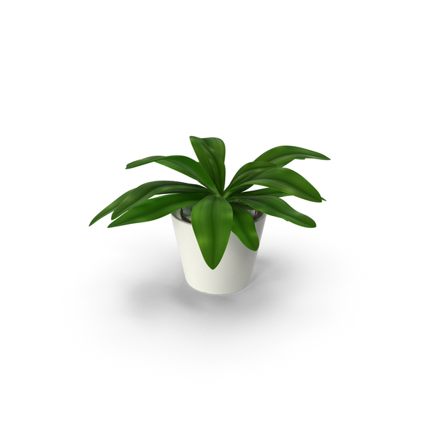 Flowering Plants: Cordyline Glauca Plant In White Pot PNG & PSD Images Flowering Plants: Cordyline Glauca Plant In White Pot PNG & PSD Images
