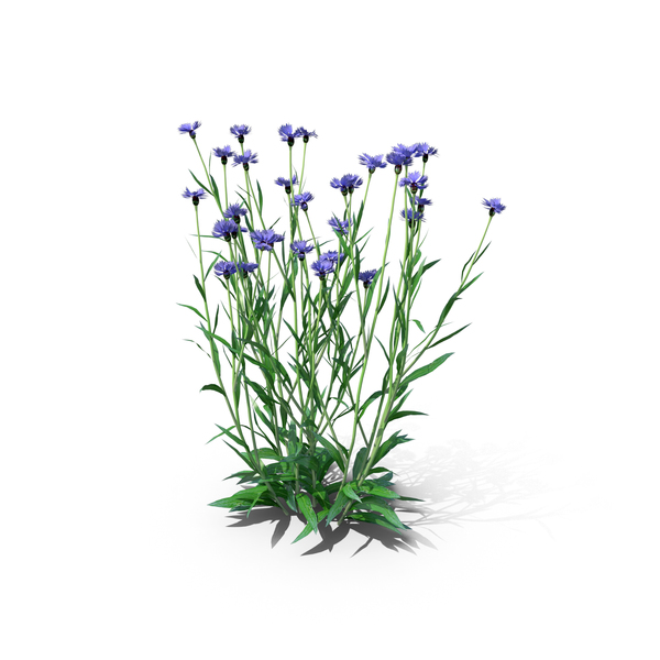 Flowering Plants: Cornflower Centaurea Cyanus PNG & PSD Images
