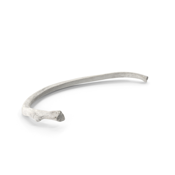 Bone: Costae Verae True Rib White PNG & PSD Images Bone: Costae Verae True Rib White PNG & PSD Images