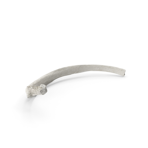 Bone: Costae Verae True Rib White PNG & PSD Images Bone: Costae Verae True Rib White PNG & PSD Images
