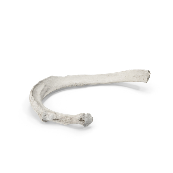 Bone: Costae Verae True Rib White PNG & PSD Images Bone: Costae Verae True Rib White PNG & PSD Images