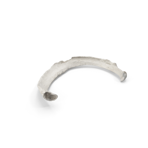 Bone: Costae Verae True Rib White PNG & PSD Images Bone: Costae Verae True Rib White PNG & PSD Images