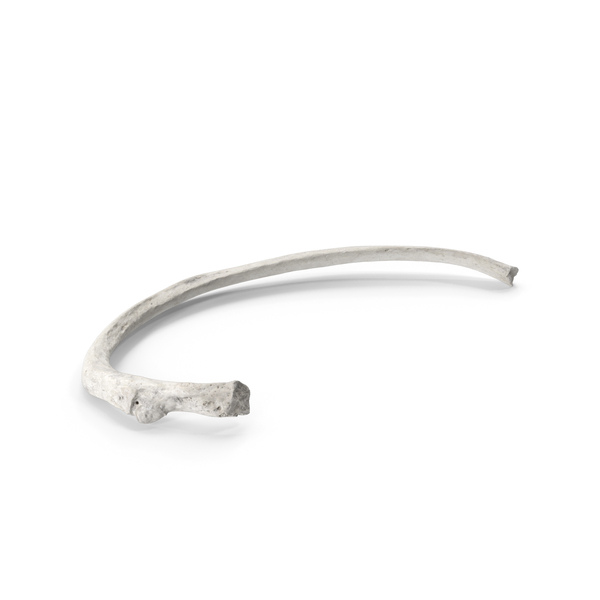Bone: Costae Verae True Rib White PNG & PSD Images Bone: Costae Verae True Rib White PNG & PSD Images