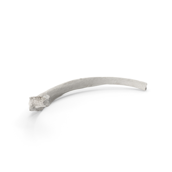 Bone: Costae Verae True Rib White PNG & PSD Images Bone: Costae Verae True Rib White PNG & PSD Images