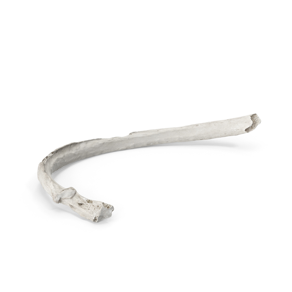 Bone: Costae Verae True Rib White PNG & PSD Images Bone: Costae Verae True Rib White PNG & PSD Images