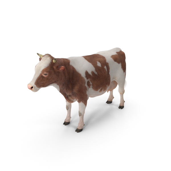 Holstein: Cow with Fur PNG & PSD Images Holstein: Cow with Fur PNG & PSD Images